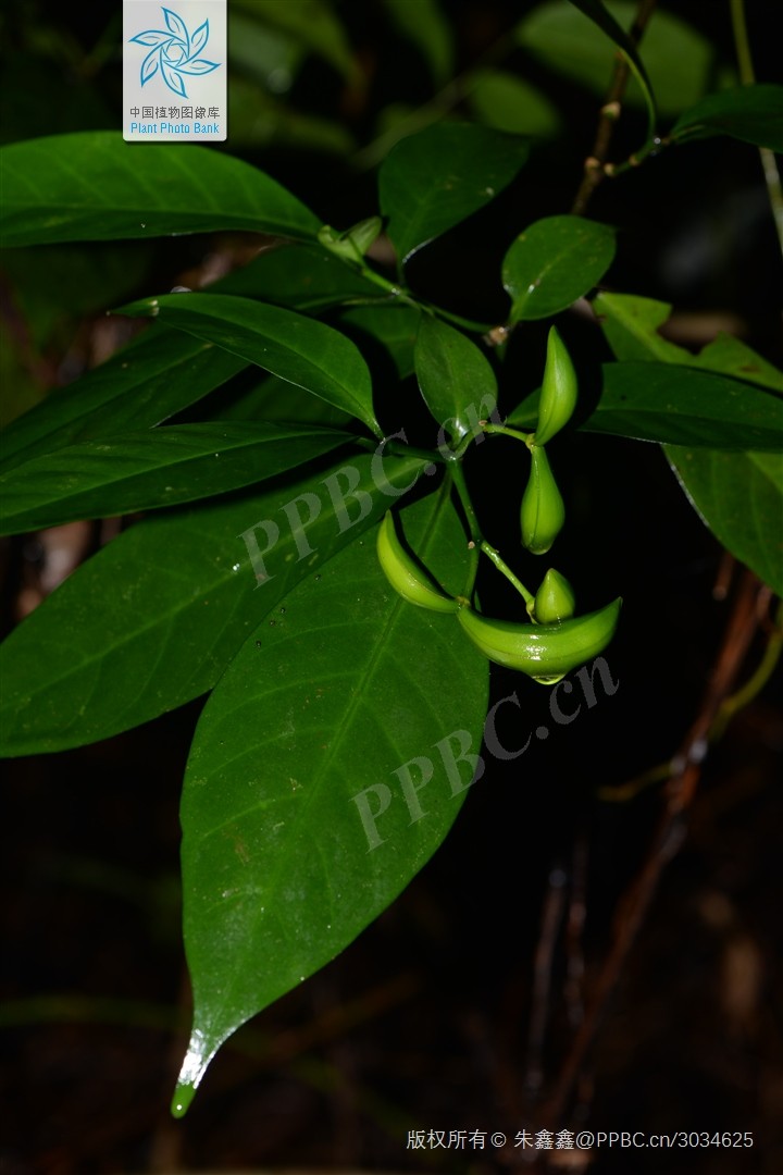 Ởt sừng lá nhỏ